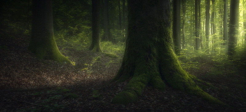 nature, green, forest, 1080P, trees, deep forest, Carl T Loveall, moss, 500px
