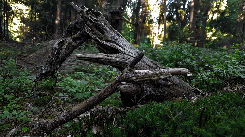 forest clearing, forest, 4K, deep forest, wood, natural light, nature, tropical forest