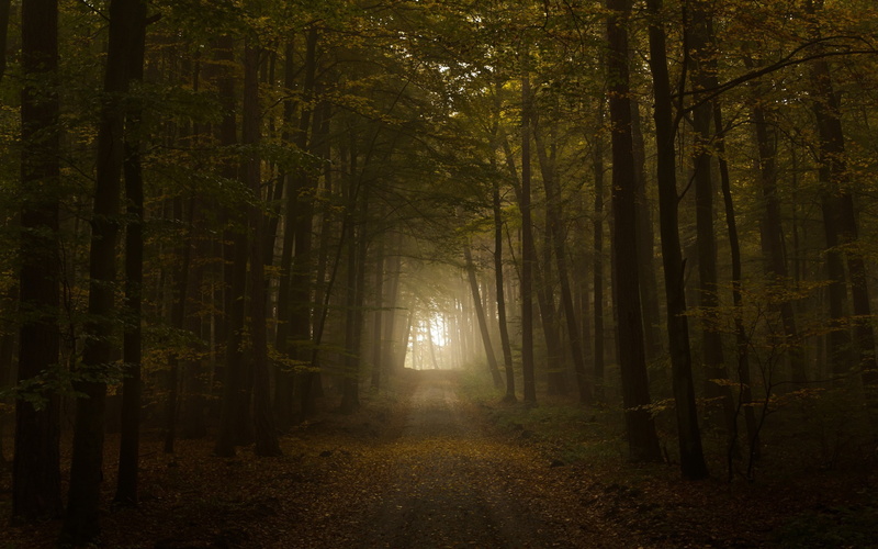deep forest, foliage, mist, leaves, Norway, forest, nature, dirt road, 2K, trees, brown, road