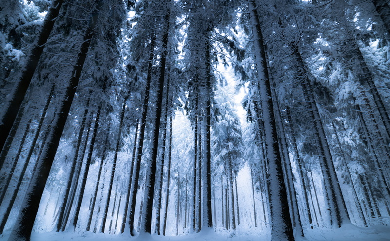 woodland, mystic, germany, tree trunk, Seasons, tranquil scene, beauty in nature, pine woodland, trunk, bayern, blackforest, deep, no people, snow, nature