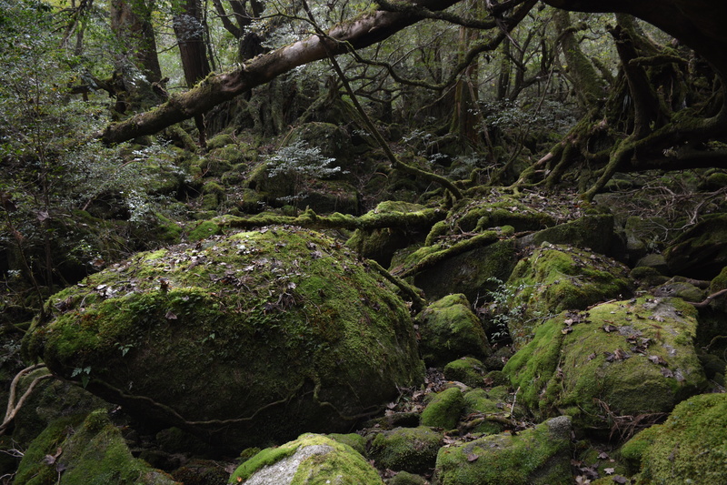 rock, solid, tranquil scene, green, flowing, forest, tree, outdoors, deep forest, daytime, beauty in nature, green color, day, nature, trees, covering