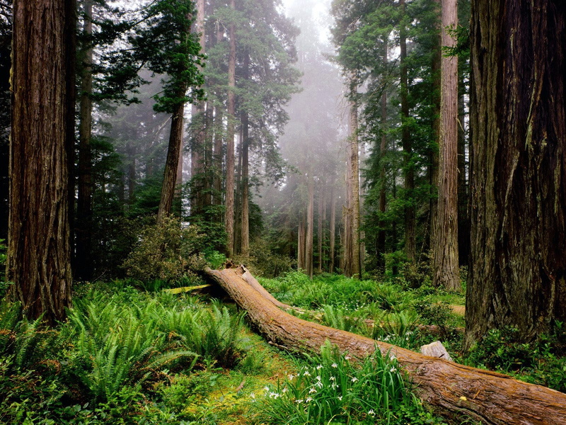 trees, fresh, nature, fog, hd, jungle, forest, 720P, deep, path