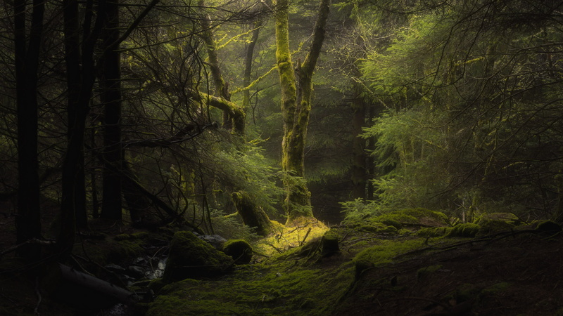 plants, nature, forest, trees, dark, moss, deep forest, 4K