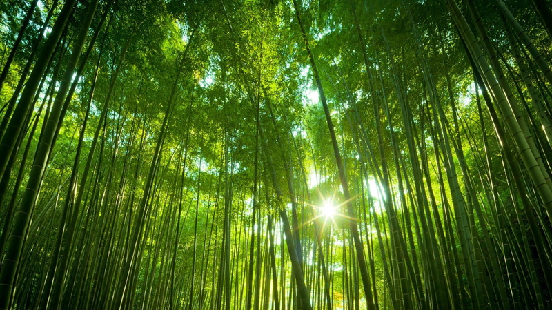 bamboo grove, sunlight, forest, green color, growth, directly below, low angle view, nature, streaming, bamboo forest, tree, bamboo, tall - high, no people