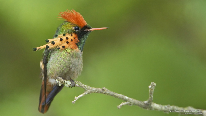 2K, tufted, trinidad, Birds, coquette, tobago