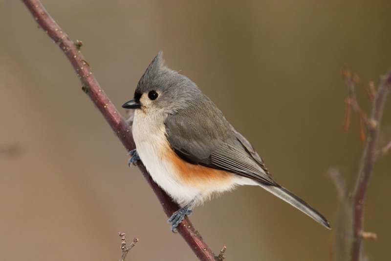 tufted titmouse, dark eyes, animals, tufted, bird, titmouse, little, 1080P