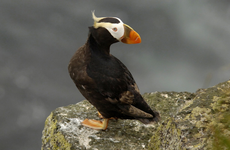 horned, nature, 1080P, Islands, Birds, perching, animal themes, focus on foreground, rock - object, animal, no people, Puffin, vertebrate, day, outdoors