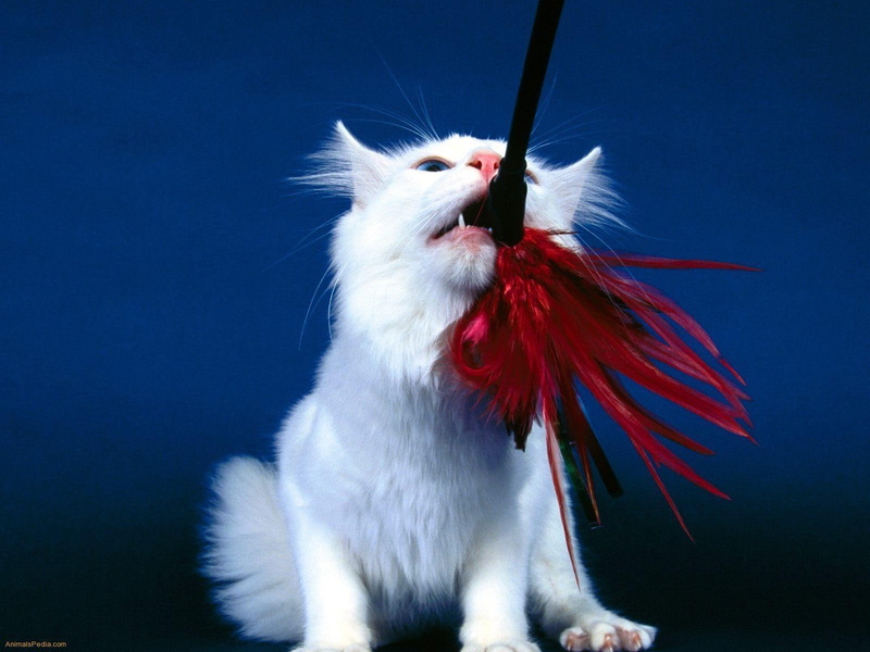 cute, cat, angora, turkish, 720P, small, white, Turkish Angora Cat, tuft, kitten, playful