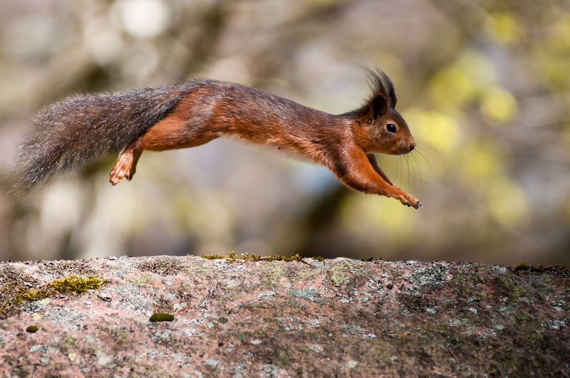 squirrel, brown, animal, Ear, nature, Red Squirrel, 2K, wildlife, outdoors, selective focus, Sciurus vulgaris, focus, selective, rock, rodent, leaping