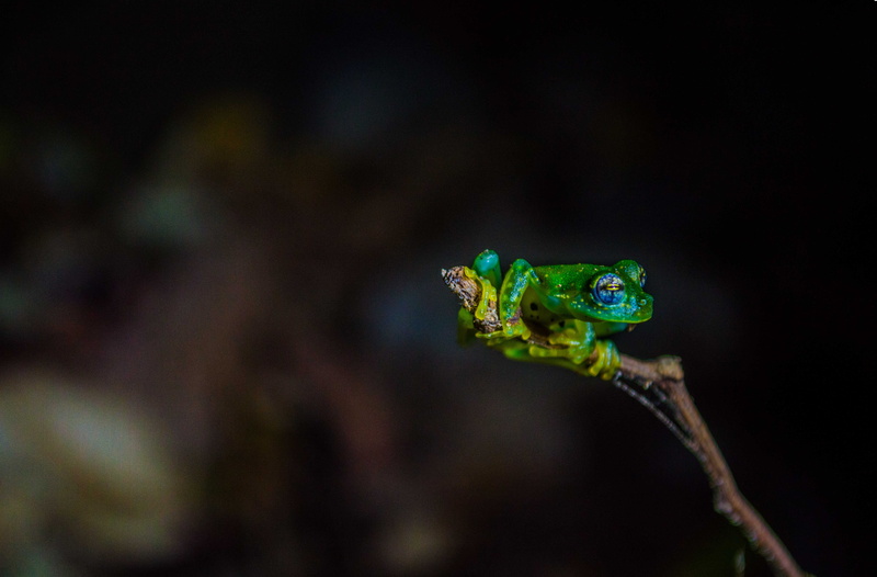 biology, macro, animal themes, water, gecko, depth of field, animal body part, reptile, lizard, wild animal, green, animals in the wild, photography, chameleon
