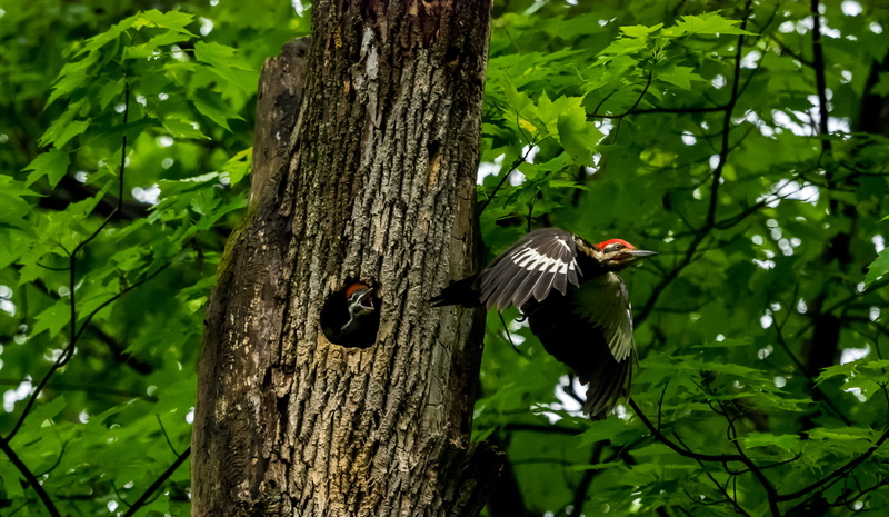 bird, brown, nature, animal, wildlife, leaves, woodpecker, trails, tree, 1080P, near, black, olympus omd em1, black bird, adventures, flying, mirrorless