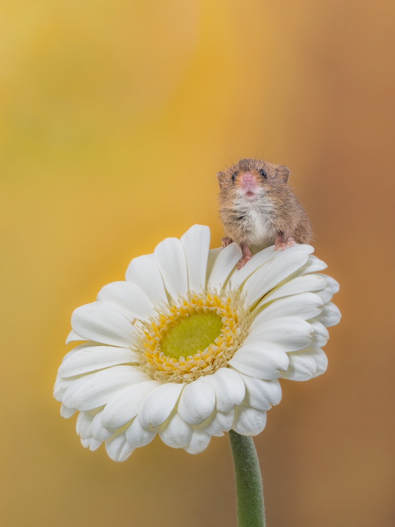 rodent, focus, brown, 4K, white, brown rat, MKII, gerbera, 60mm, rat, Olympus  OMD EM1, captive, animal, Explored, flower, flash, Harvest Mouse, Bournemouth