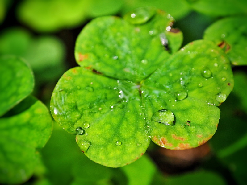 raindrop, green, dew, sorrel, drop, omd, zoom, rain, backgrounds, close, macro, Blume, green leaf, nature, 1080P, Olympus, environment, flower, leaf, wood