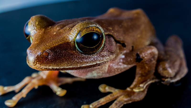 reptile, close-up, nature, one animal, no people, animals in the wild, animal, portrait, animal head, water, brown frog, marine, gecko, outdoors, lizard