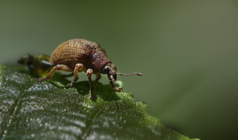 Sony, macro, insect, close up shot, Coruña, close-up, explorer, Photo, de, Foz, close, Gabriel, beetle, RX, brown, wildlife, Xelo, 1080P, shot, Explore