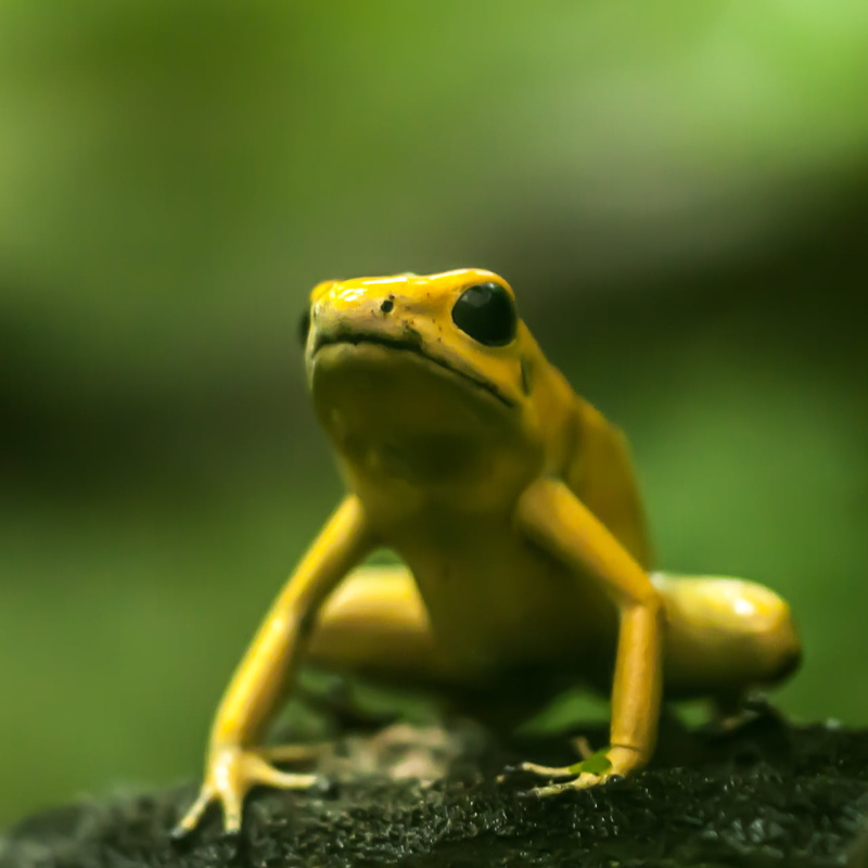 nature, dart, poison, tree Frog, macro, golden, stockholm, small, close-up, 720P, frog, toad, animal, amphibian, sigma, Canon EOS 50D, green Color, focus