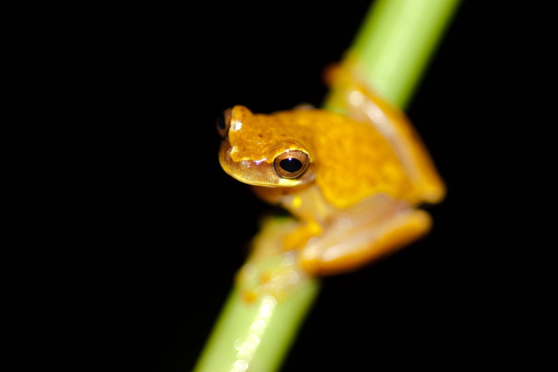 Male, close-up, wildlife, taxonomy, Hyla, binomial, nature, tropical Rainforest, yellow frog, ponds, tree Frog, frog, 2K, yellow, amphibian, plant, animal