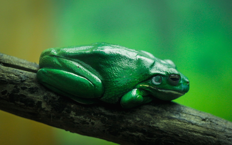amphibian, frog, nature, wildlife, 2K, animals