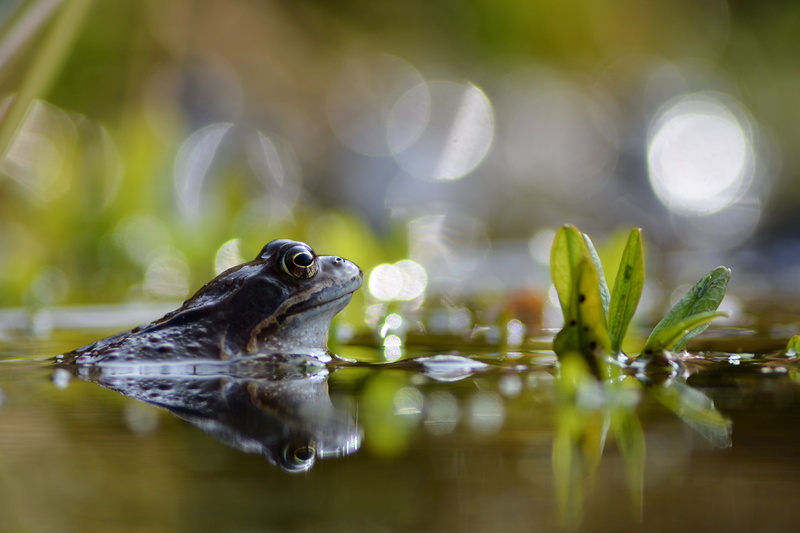 de, toad, 4K, frog, amphibia, green Color, rue, Grenouille, rousse, Rana temporaria, plant, body, nature, Belgium, water, swamp, Jambes, soaking, near