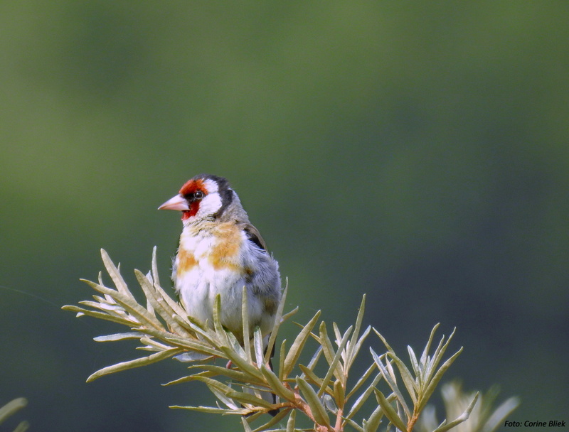 wildlife, natuur, selective, vogel, 4K, Carduelis carduelis, white, birds, vogels, Goldfinch, animal, nature, brown bird, brown, photography, bird, red