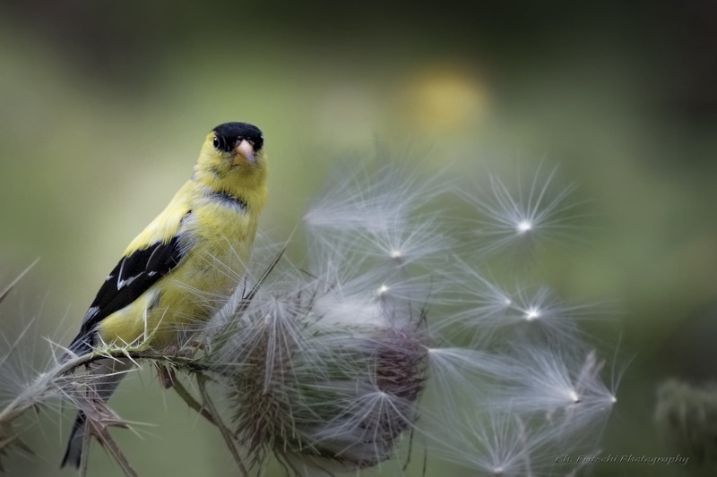 wildlife, yellow, black, animal, black bird, tristis, 1080P, dandelion, bird, Finch, Jaune, Spinus, animals In The Wild, flower, American Goldfinch, nature
