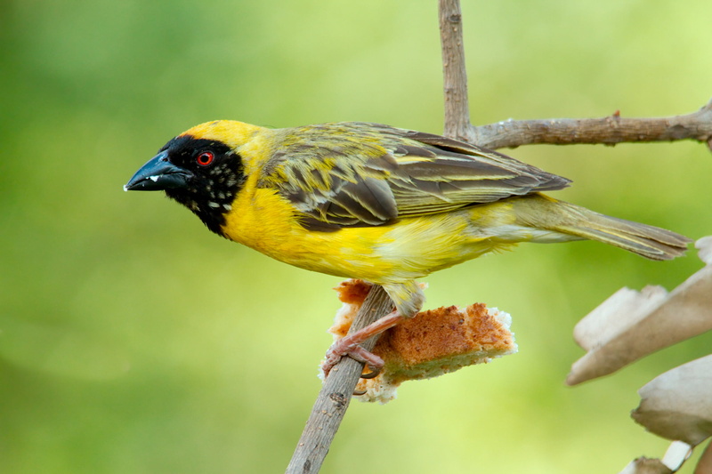 twig, Yellow  Birds, outdoors, Southern masked weaver, brown, wildlife, yellow, black bird, animal, bird, 1080P, beak, black, Nature