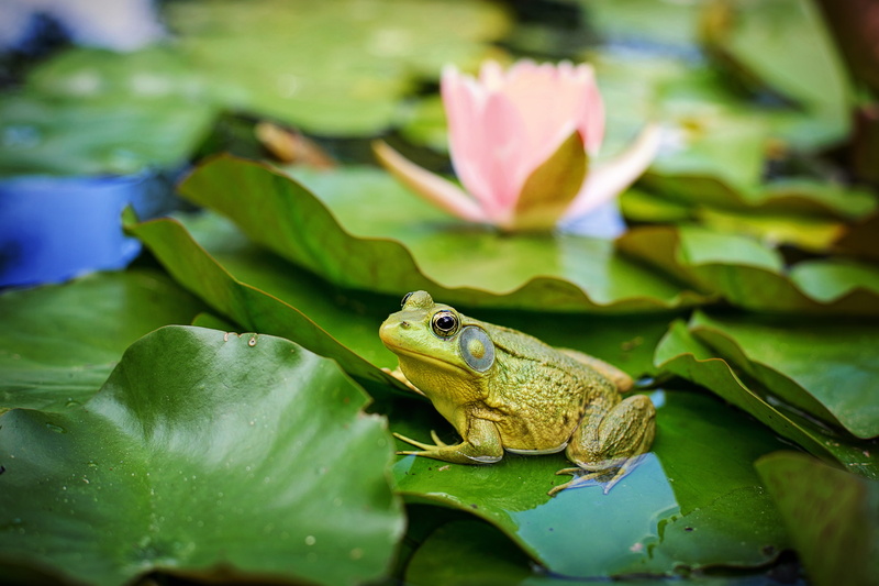 outdoors, 5K, bullfrog, pond, green color, vertebrate, floating on water, frog, flower, lily, lily pad, animal themes, animal, one animal, plant part