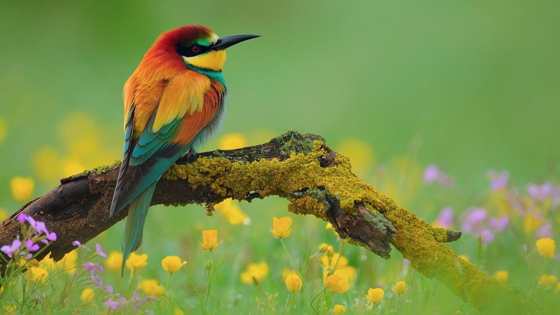 eaters, animals, BIRDS, bee, hd, Bee Eaters, art, 720P, nature