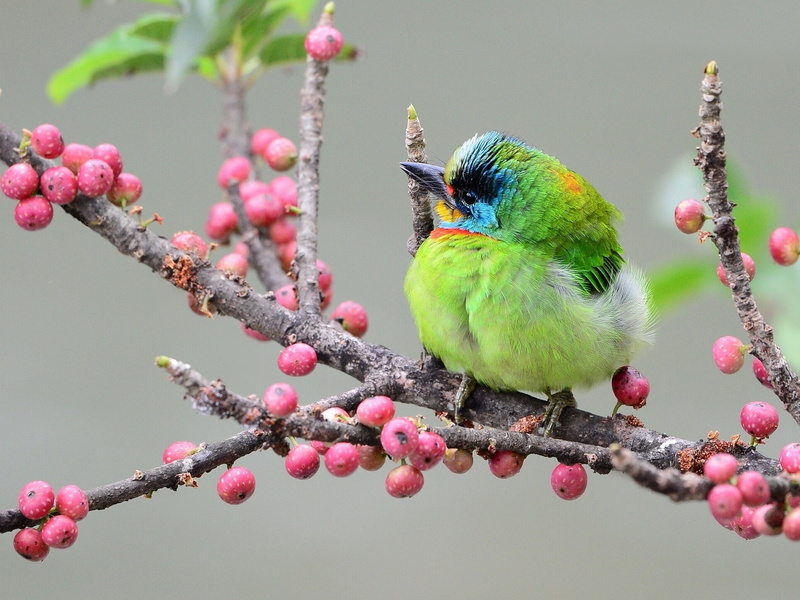 1080P, Woodpecker, Feather, Branch, Asian, Berries, Bird, Green