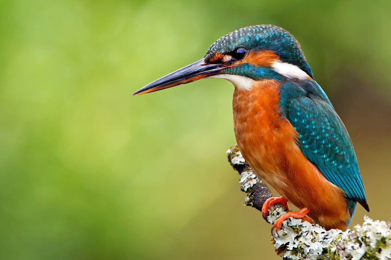 animal, beauty in nature, animals in the wild, animal themes, beak, common Kingfisher, close-up, no people, perching, day, focus on foreground, bird, nature