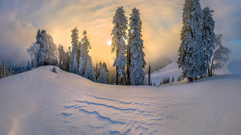 4K, sunlight, sun, snow, winter, forest, snowy