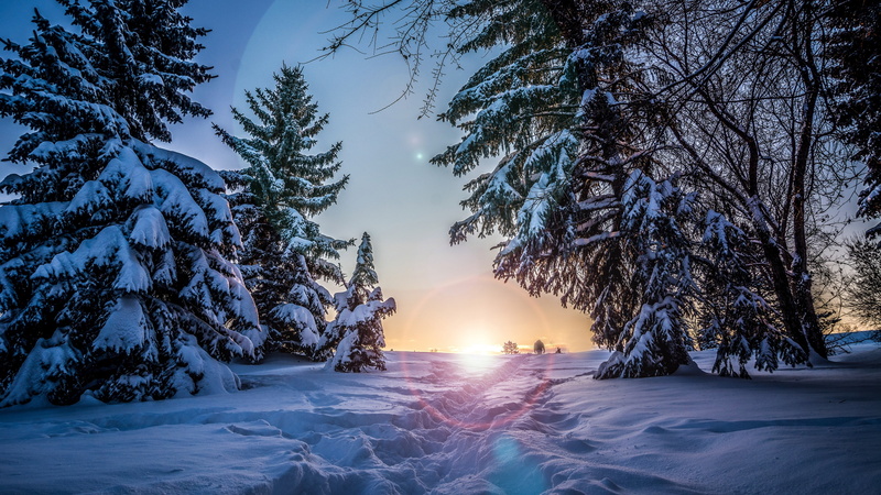 winter landscape, snow, 4K, pine family, winter, snowy, sunlight, morning