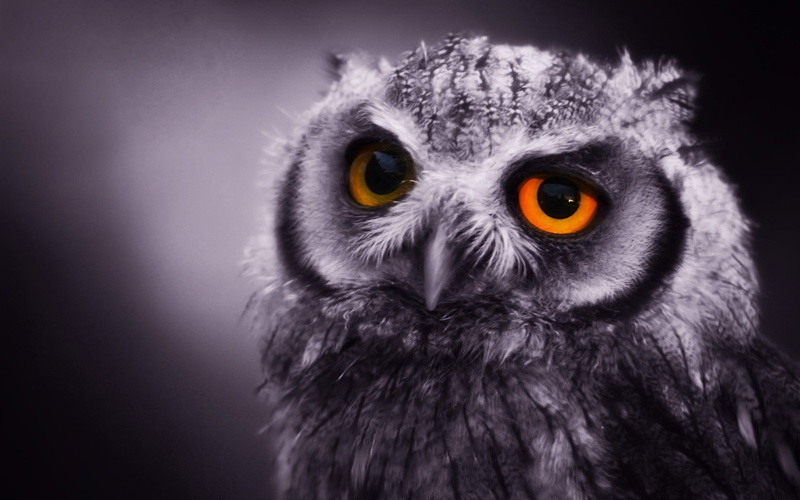 yellow eyes, owl, animal body part, no people, one animal, studio shot, animals, bird, aggression, close-up, 1080P, animal wildlife, black, eye, birds