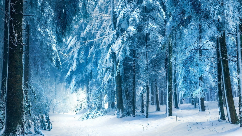 snow, forest, trees, frost, branch, landscape, winter, 1080P, nature