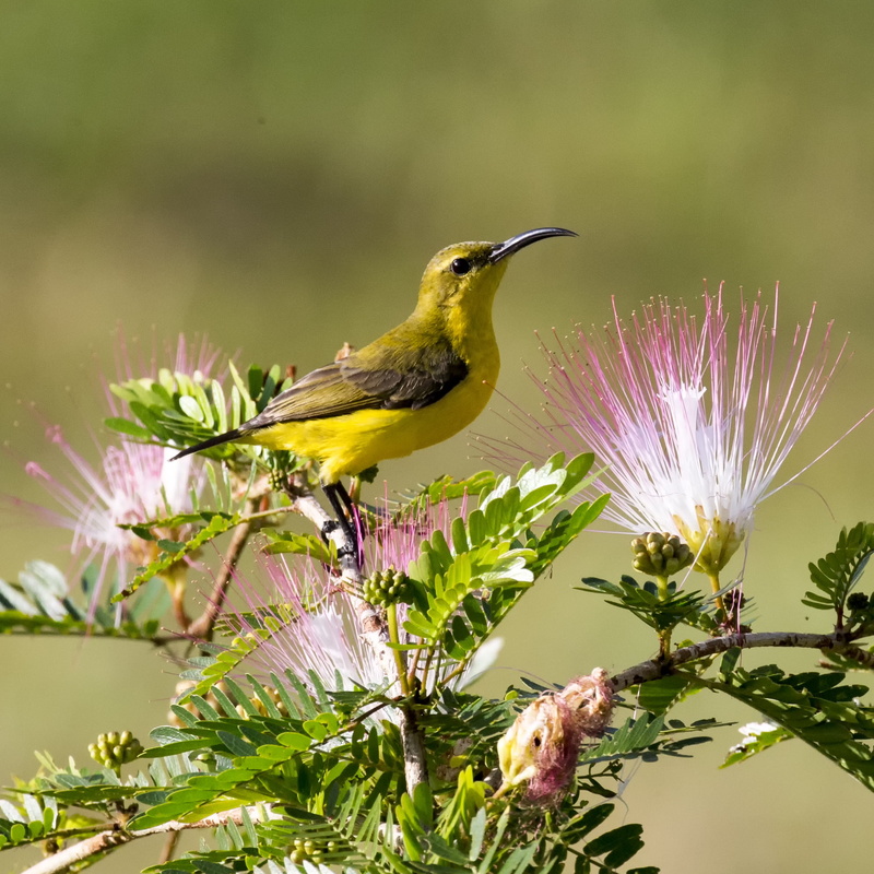 tree 3, tree, animals In The Wild, branch, songbird, Australian Birds, nature, female, 1080P, f5, bird, bird Watching, animal, shallow, pom pom, hawaiian
