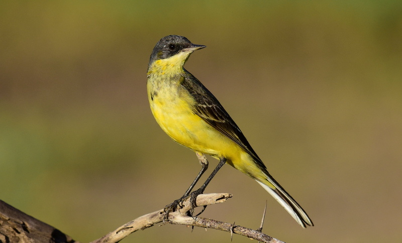outdoors, bird, Motacilla flava, wagtail, Yellow Wagtail, black bird, flava, Botswana, animal, beak, 2K, yellow, nature, black, animals In The Wild, motacilla