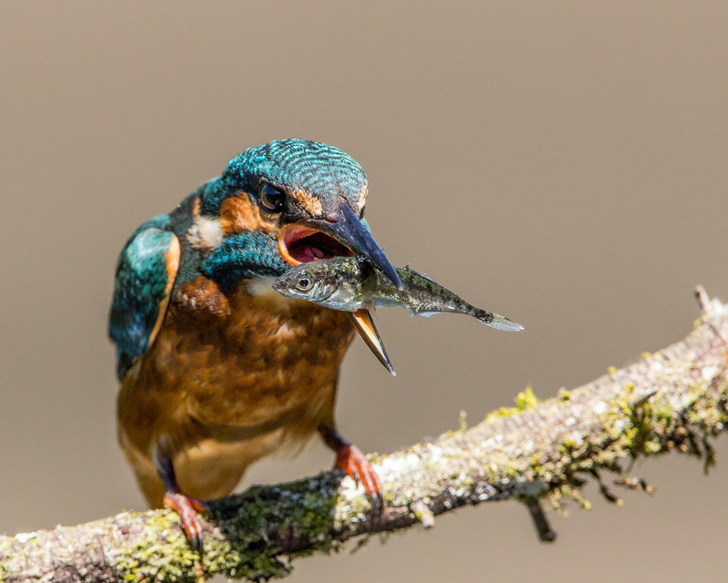 2K, bird, animal, Stickleback, escape, Kingfisher, wildlife photography, photography, beak, nature, wildlife, Reprieve