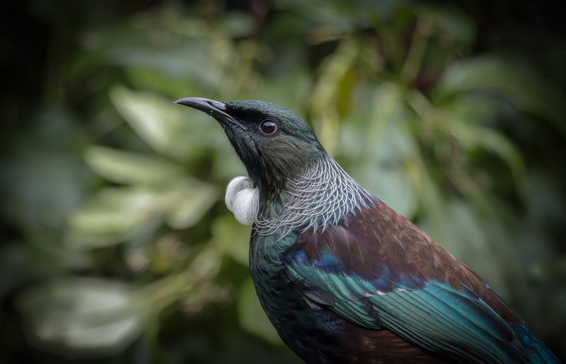 Honeyeater, 2K, Passerine, Bird, Birds, New Zealand, Tui