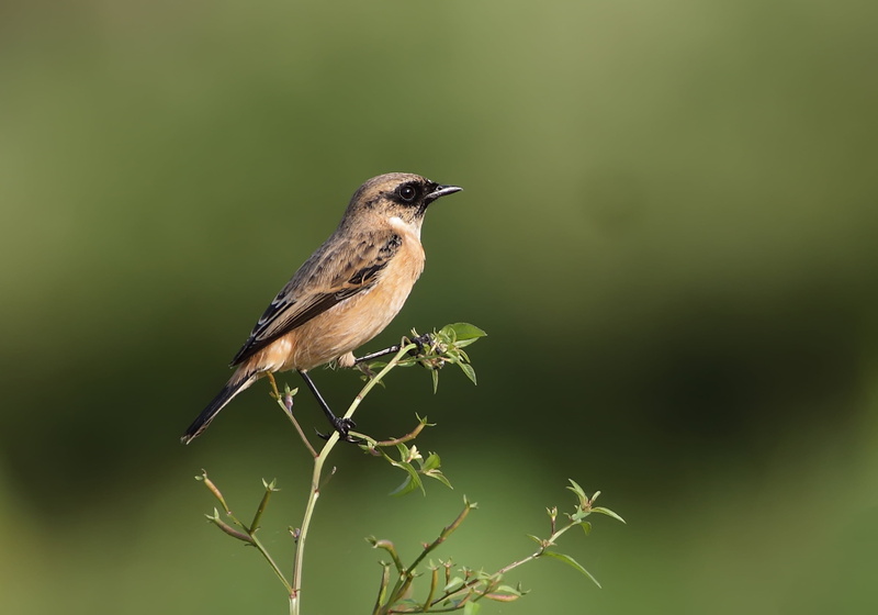 bird, india, nature, sparrow, common stonechat, wildlife, bird Watching, brown, bangladesh, branch, depth, perching, daytime, ahmed, Siberian, field, depth of field