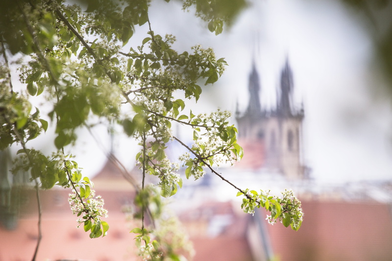 focus on foreground, spring flower, travel destinations, city, cherry blossoms, white blossom, spring bloom, bloom, built structure, spring, close-up, beauty in nature