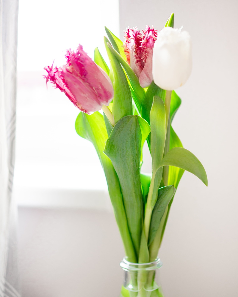jar, tulip flower, flower, prague, czech, softness, tulip, close-up, plant stem, fragility, flowers, green color, fresh, vulnerability, indoors, plant