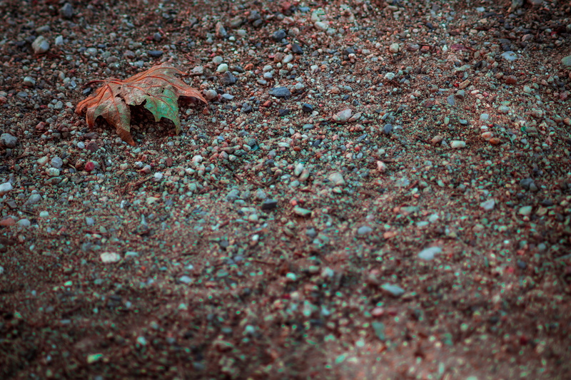 outdoors, rocks, ground, leaf, one animal, land, animal, marine, dead, 5K, no people, plant part, focus, vertebrate, leafs, rocky, summer, animal themes