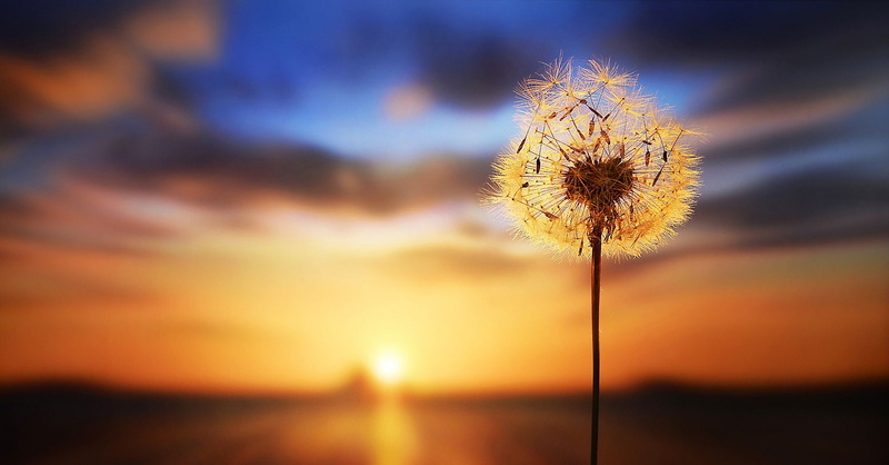 landscape, fragility, flowering plant, softness, yellow, dandelion, sky, 1080P, close-up, black, uncultivated, land, flower head, no people, tranquility
