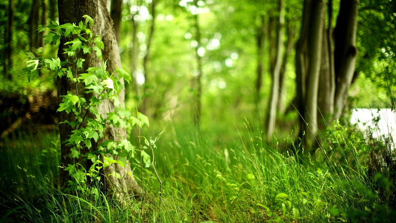 1080P, trees, moss, landscape, lush Foliage, uncultivated, nature, backgrounds, morning, vibrant Color, non-Urban Scene, sunlight, tree Trunk, day, light - Natural Phenomenon