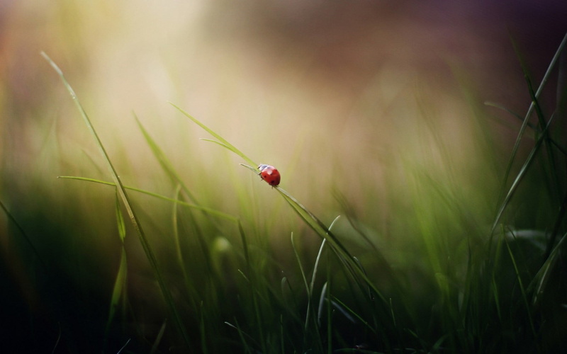 day, grass, flower, close-up, macro, ladybird, summer, 720P, no People, meadow, tranquility, uncultivated, dew, freshness, beauty In Nature, vulnerability