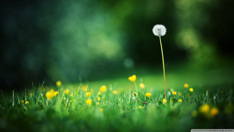 land, dew, flowering plant, beauty in nature, wildflower, field, flower head, 1080P, no people, selective focus, nature, grass, uncultivated, vulnerability