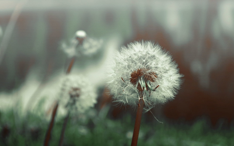 dandelion, freshness, beauty in nature, outdoors, plant stem, flower head, plants, uncultivated, no people, dandelion seed, nature, vulnerability, plant