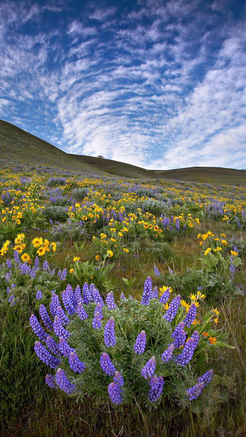 wildflower, flower, tranquility, nature, beauty in nature, cloud - sky, flowering plant, land, landscape, growth, 2K, plant, scenics - nature, environment