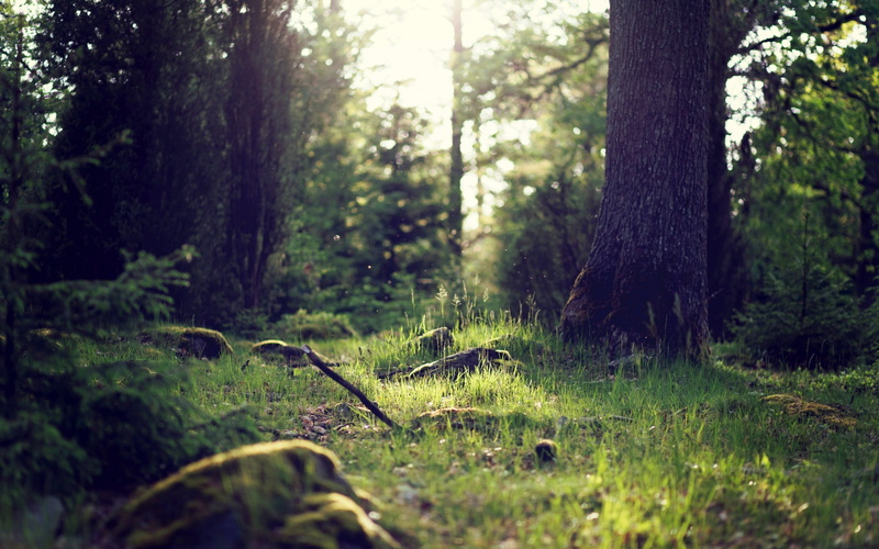 bush, tranquility, uncultivated, non-Urban Scene, 2K, green Color, season, wilderness Area, light - Natural Phenomenon, springtime, grass, no People, tree Trunk