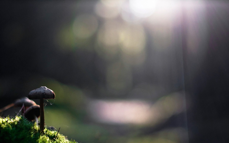 mushroom, animal, green Color, close-up, animals in the wild, brown, edible Mushroom, 1080P, no People, selective Focus, spore, defocused, growth, animal themes